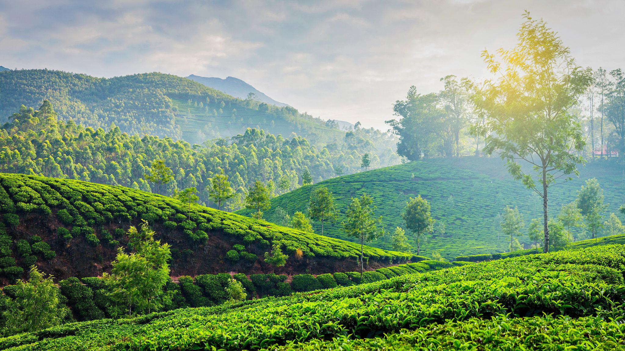 Did You Know? Munnar Is the Tea Paradise of South India