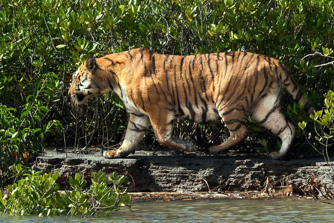 Did You Know? Sundarban Is the Largest Mangrove Forest in the World
