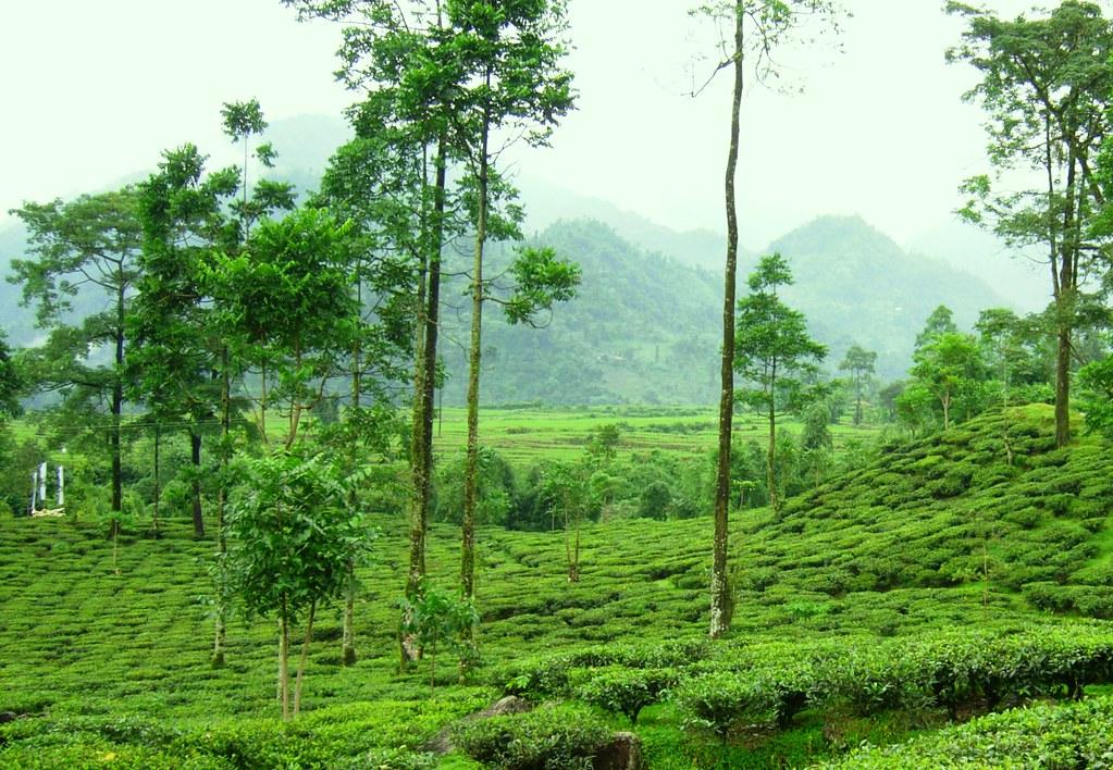 Did You Know? Dooars Is the Gateway to the Himalayas and the Wildlife Paradise of West Bengal