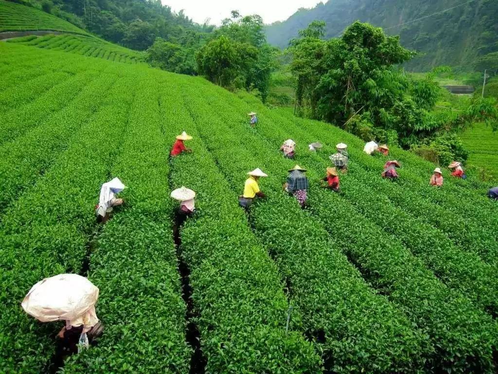 Did You Know? The Amazing Fact about Siliguri